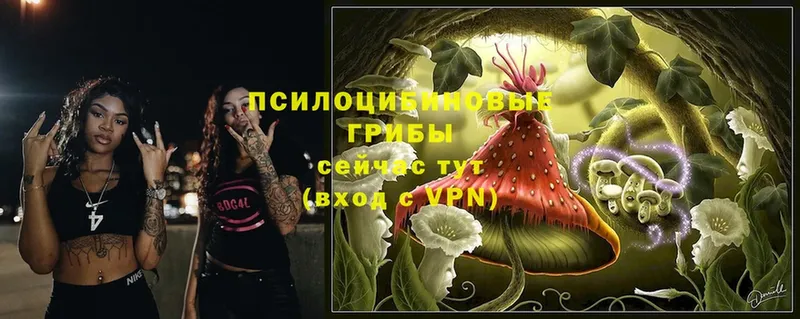 Псилоцибиновые грибы Magic Shrooms  цена   Поворино 